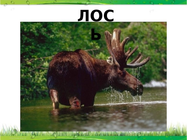 ЛОСЬ