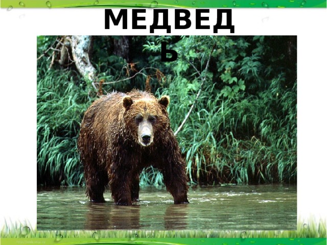 МЕДВЕДЬ