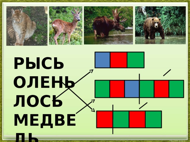 Лось схема слова цветная