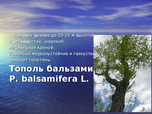 Вяз гладкий, или обыкновенный — U. laevis Pall. Дерево до 25 м высотой с красивой кроной и тонкими, свисающими ветвями.