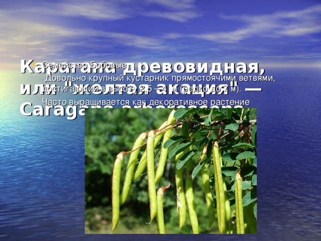 Береза бородавчатая или повислая — В. verrucosa Ehrh. = В. pendula Roth Дерево до 20 м высотой, с ажурной, неправильной кроной и гладкой, белой, отслаивающейся корой. Распространена по всей европейской части России и за Уралом до реки Обь Одна из самых популярных берёз без которой не обходится озеленение в России. Растёт быстро, морозоустойчива, нетребовательна к почве, очень светолюбива и засухоустойчива.