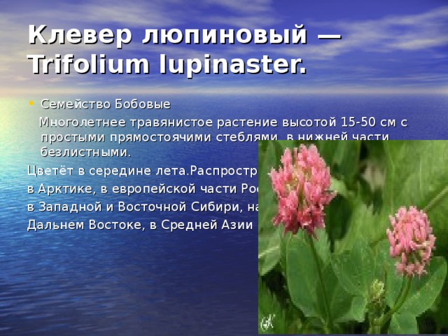 Яблоня ягодная, или сибирская — М. baccata (L.) Borkh. = М. pallasiana Небольшое дерево 5-10 м высотой, с округлой, густой кроной и голыми, тонкими побегами. Растёт медленно. Очень морозостойка засухоустойчива и нетребоватльна к почве. хорошо переносит стрижку. Является лучшим подвоем в северном плодоводстве. Декоративна в период цветения когда обильно покрывается бело-розовыми цветками.