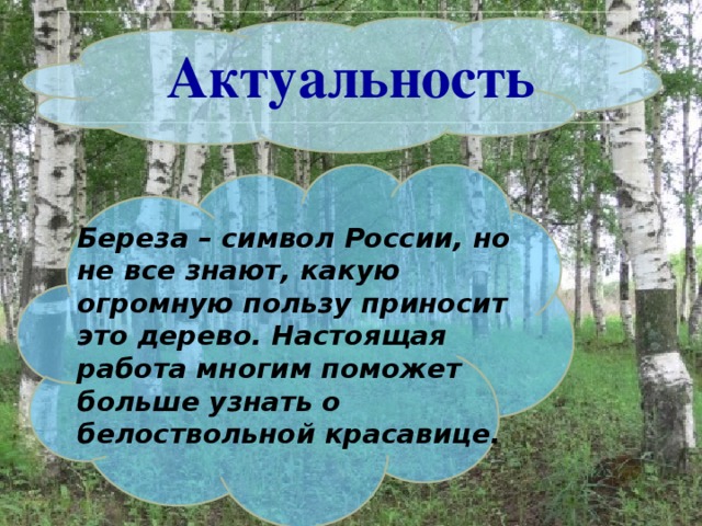 Актуальность Береза – символ России, но не все знают, какую огромную пользу приносит это дерево. Настоящая работа многим поможет больше узнать о белоствольной красавице.