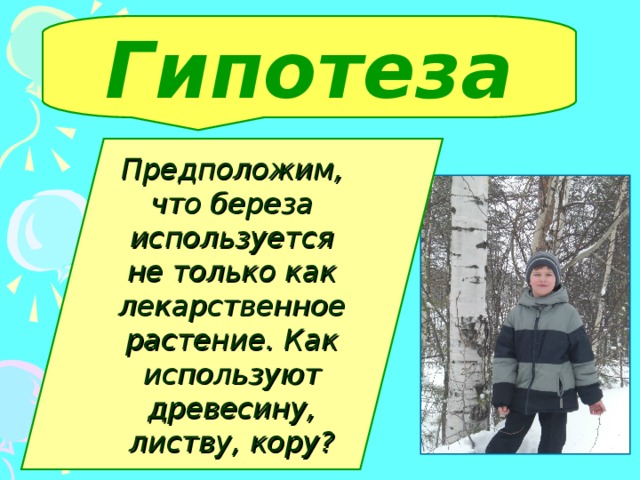 Гипотеза  Предположим, что береза используется не только как лекарственное растение. Как используют древесину, листву, кору?