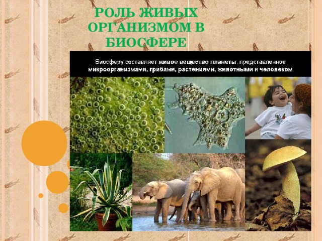11 класс биология презентация роль живых организмов в биосфере
