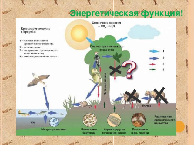 11 класс биология презентация роль живых организмов в биосфере