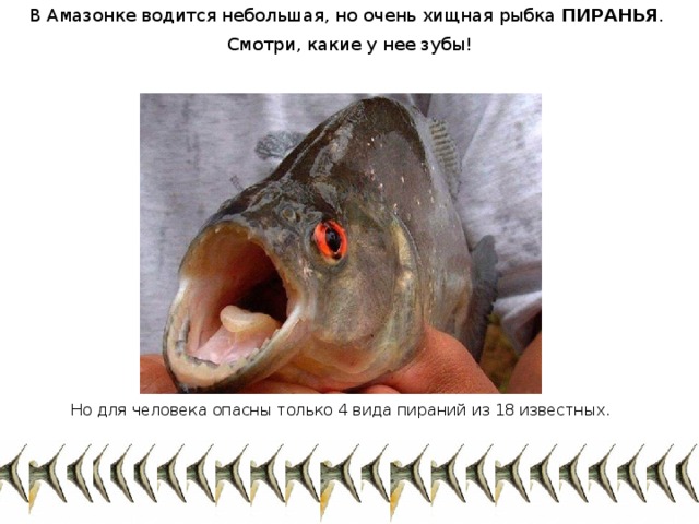 В Амазонке водится небольшая, но очень хищная рыбка ПИРАНЬЯ . Смотри, какие у нее зубы! Но для человека опасны только 4 вида пираний из 18 известных.