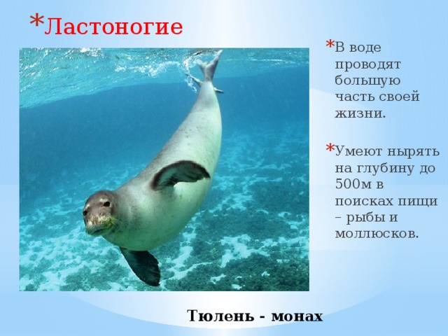 Ластоногие В воде проводят большую часть своей жизни. Умеют нырять на глубину до 500м в поисках пищи – рыбы и моллюсков.      Тюлень - монах