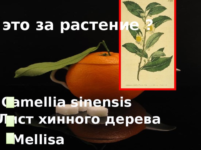 Что это за растение ?  Camellia sinensis Лист хинного дерева Mellisa