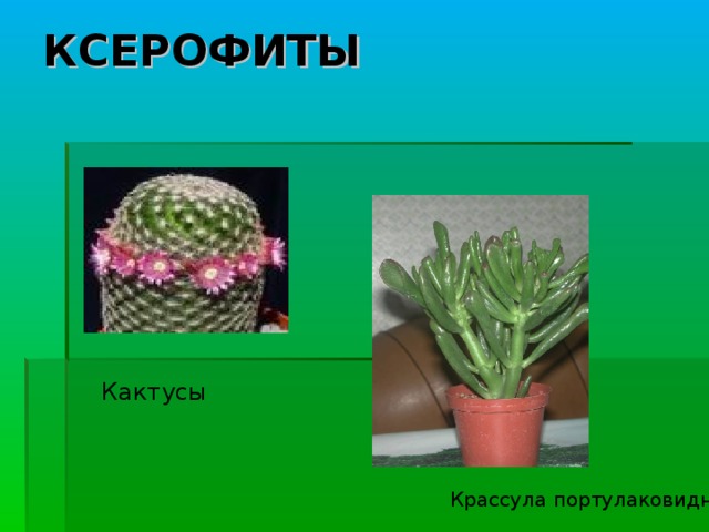 КСЕРОФИТЫ Кактусы Крассула портулаковидная