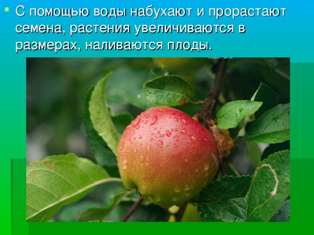 С помощью воды набухают и прорастают семена, растения увеличиваются в размерах, наливаются плоды.