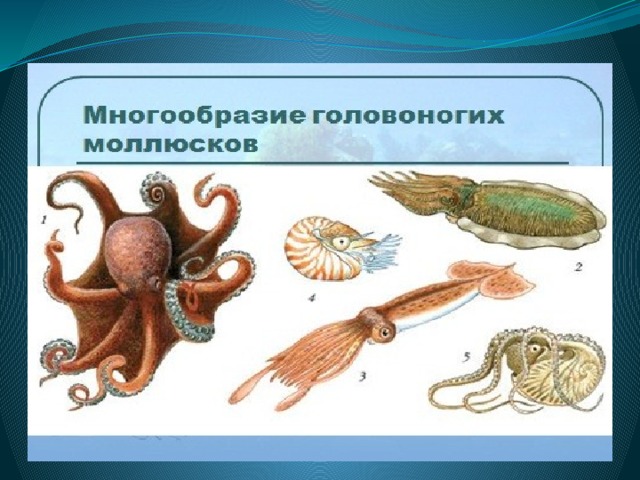 Нервная система головоногих моллюсков. Головоногие Тип симметрии. Представители класса головоногие. Размножение головоногих. Выделительная система головоногих.