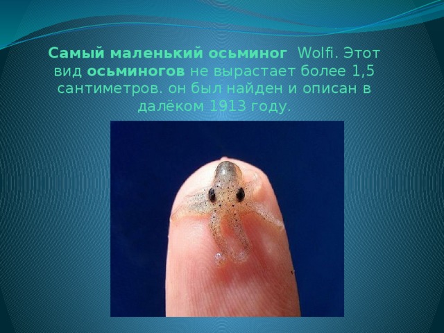 Самый маленький осьминог  Wolfi. Этот вид  осьминогов  не вырастает более 1,5 сантиметров. он был найден и описан в далёком 1913 году.