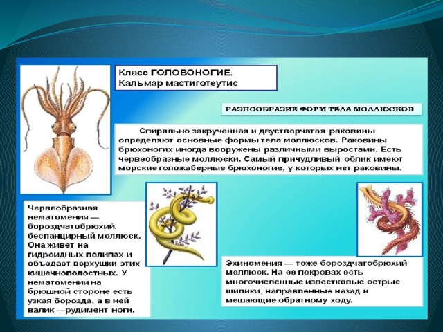 Роль головоногих. Брюхоногие моллюски покровы тела. Головоногие моллюски покровы. Класс головоногие форма тела. Форма раковины класс головоногие.