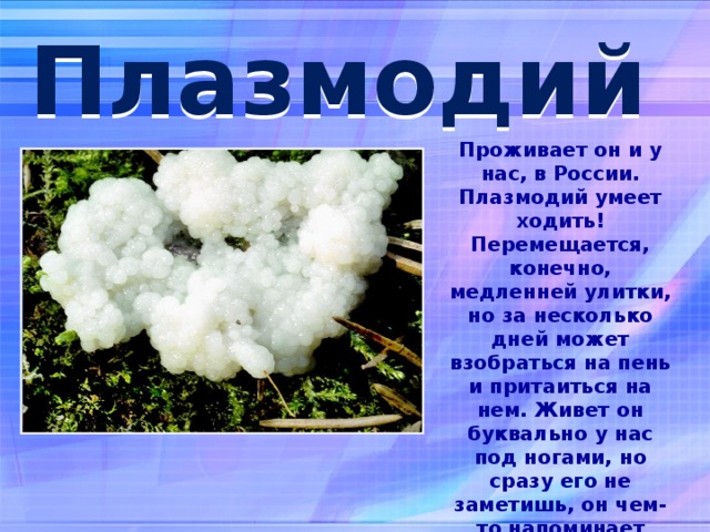 Плазмодий Проживает он и у нас, в России. Плазмодий умеет ходить! Перемещается, конечно, медленней улитки, но за несколько дней может взобраться на пень и притаиться на нем. Живет он буквально у нас под ногами, но сразу его не заметишь, он чем-то напоминает медузу, такая же студенистая масса, такое же полупрозрачное слизистое тело. По лесу ходит перекатываясь-переваливаясь с боку на бок.