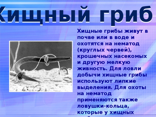 Хищный гриб Хищные грибы живут в почве или в воде и охотятся на нематод (круглых червей), крошечных насекомых и другую мелкую живность. Для ловли добычи хищные грибы используют липкие выделения. Для охоты на нематод применяются также ловушки-кольца, которые у хищных грибов состоят из трех клеток. Некоторые ловчие кольца способны быстро раздуваться, не оставляя попавшейся нематоде никаких шансов на спасение.