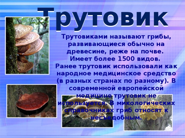 Трутовик Трутовиками называют грибы, развивающиеся обычно на древесине, реже на почве. Имеет более 1500 видов. Ранее трутовик использовали как народное медицинское средство (в разных странах по разному). В современной европейской медицине трутовик не используется. В микологических справочниках гриб относят к несъедобным.