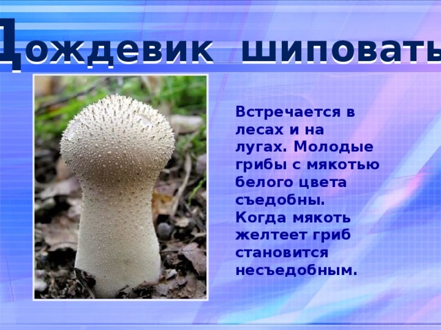 Д ождевик шиповатый Встречается в лесах и на лугах. Молодые грибы с мякотью белого цвета съедобны. Когда мякоть желтеет гриб становится несъедобным.