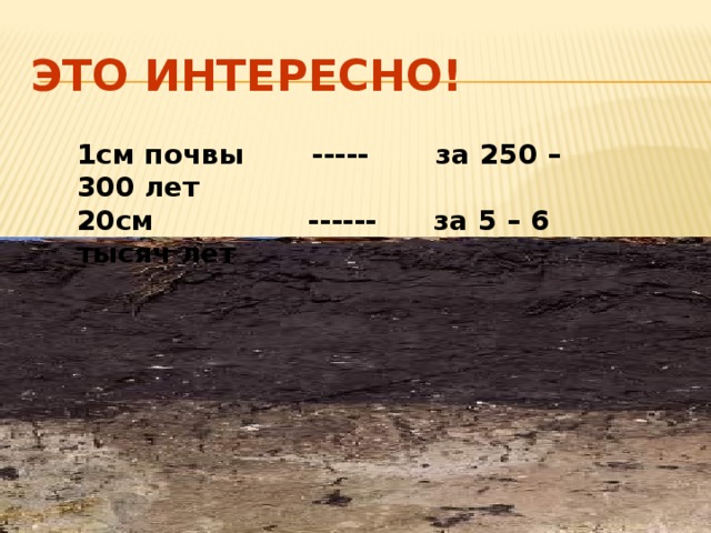 Это интересно! 1см почвы ----- за 250 – 300 лет 20см ------ за 5 – 6 тысяч лет