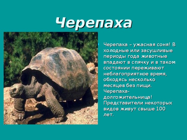 Черепаха