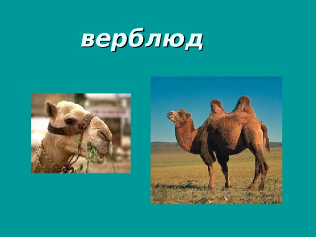                                                   верблюд