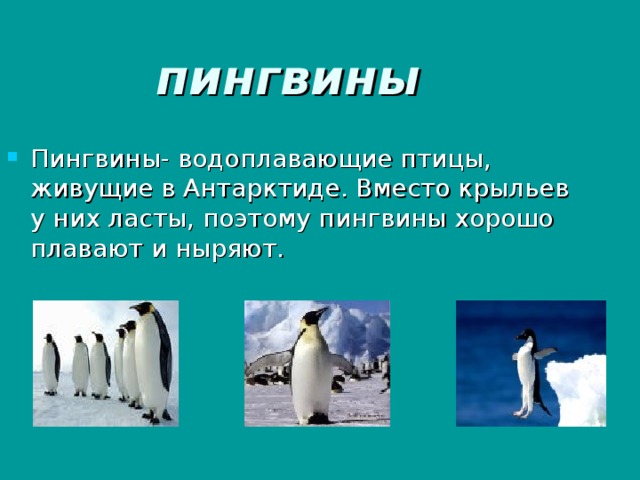 Где живут пингвины на каком материке