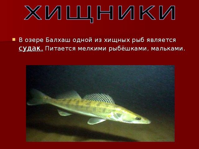 В озере Балхаш одной из хищных рыб является судак.