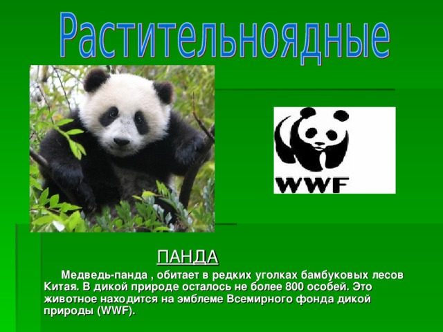 ПАНДА  Медведь-панда , обитает в редких уголках бамбуковых лесов Китая. В дикой природе осталось не более 800 особей. Это животное находится на эмблеме Всемирного фонда дикой природы (WWF).