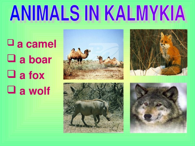 a camel  a boar  a fox  a wolf