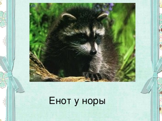 Енот у норы