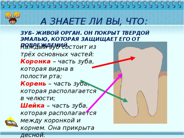 А ЗНАЕТЕ ЛИ ВЫ, ЧТО: ЗУБ- ЖИВОЙ ОРГАН. ОН ПОКРЫТ ТВЕРДОЙ ЭМАЛЬЮ, КОТОРАЯ ЗАЩИЩАЕТ ЕГО ОТ ПОВРЕЖДЕНИЙ. Каждый зуб состоит из трёх основных частей: Коронка  – часть зуба, которая видна в полости рта; Корень – часть зуба, которая располагается в челюсти; Шейка  – часть зуба, которая располагается между коронкой и корнем. Она прикрыта десной.