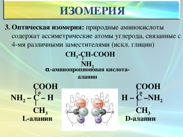Изомерия 3. Оптическая изомерия: природные аминокислоты содержат ассиметрические атомы углерода, связанные с 4-мя различными заместителями (искл. глицин) СН 3 -СН-СООН  NН 2 α-аминопропионовая кислота- аланин  СООН  СООН  H – C –NH 2  NH 2 – C – H  CH 3  CH 3 * * L-аланин D-аланин