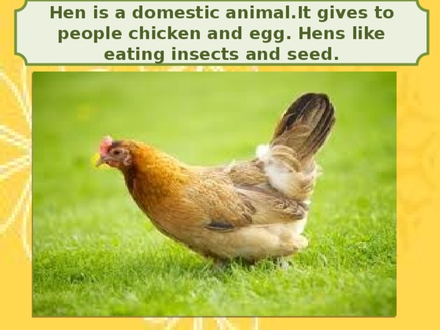 Hen is a domestic animal.It gives to people chicken and egg. Hens like eating insects and seed.