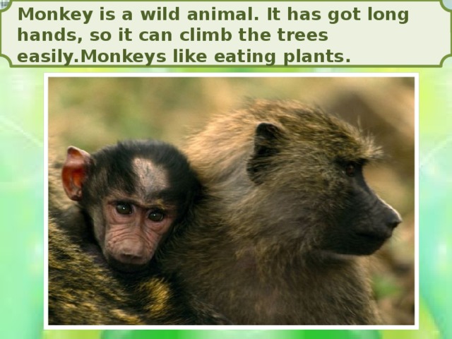 Monkey is a wild animal. It has got long hands, so it can climb the trees easily.Monkeys like eating plants.