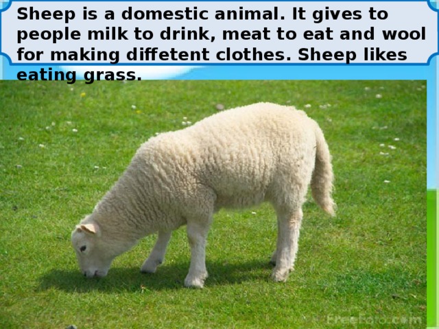 Sheep is a domestic animal. It gives to people milk to drink, meat to eat and wool for making diffetent clothes. Sheep likes eating grass.