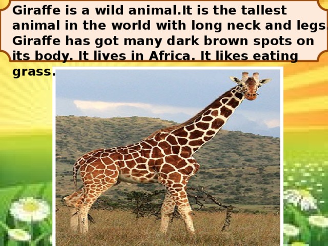 Giraffe is a wild animal.It is the tallest animal in the world with long neck and legs. Giraffe has got many dark brown spots on its body. It lives in Africa. It likes eating grass.