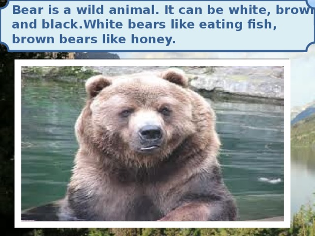 Bear is a wild animal. It can be white, brown and black.White bears like eating fish, brown bears like honey.