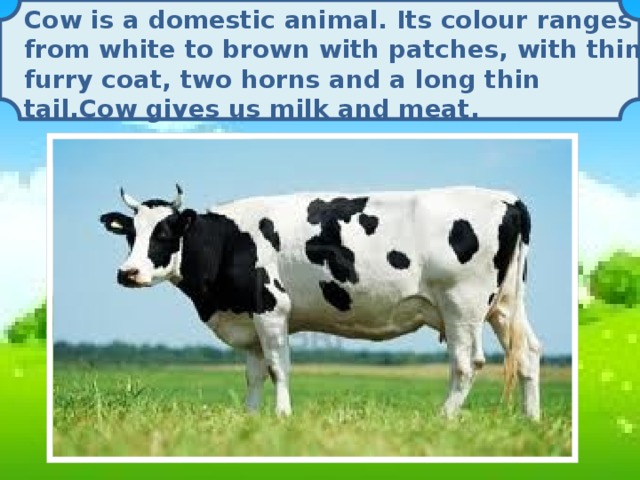 Cow is a domestic animal. Its colour ranges from white to brown with patches, with thin furry coat, two horns and a long thin tail.Cow gives us milk and meat.
