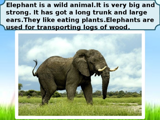 Elephant is a wild animal.It is very big and strong. It has got a long trunk and large ears.They like eating plants.Elephants are used for transporting logs of wood.