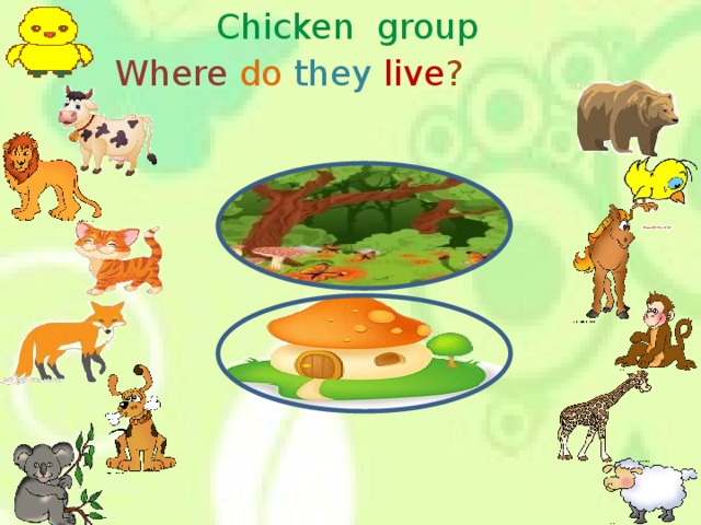 Chicken group Where  do  they live ?