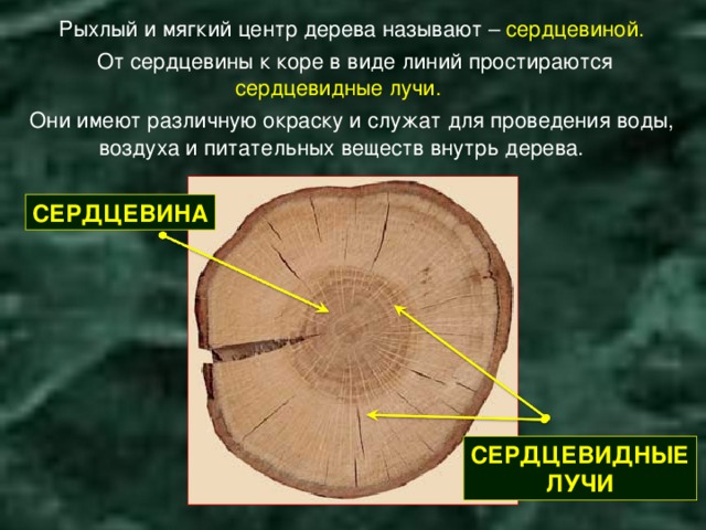 Рыхлый и мягкий центр дерева называют – сердцевиной.  От сердцевины к коре в виде линий простираются сердцевидные лучи.  Они имеют различную окраску и служат для проведения воды, воздуха и питательных веществ внутрь дерева. СЕРДЦЕВИНА СЕРДЦЕВИДНЫЕ ЛУЧИ