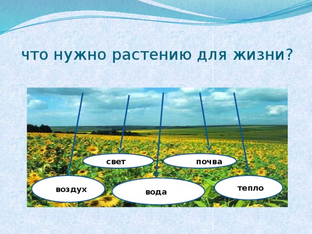 что нужно растению для жизни? вв свет  почва вв воздух вв тепло Вв вода