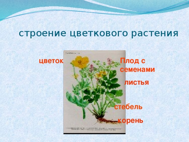 стебель листья  строение цветкового растения цветок Плод с семенами корень