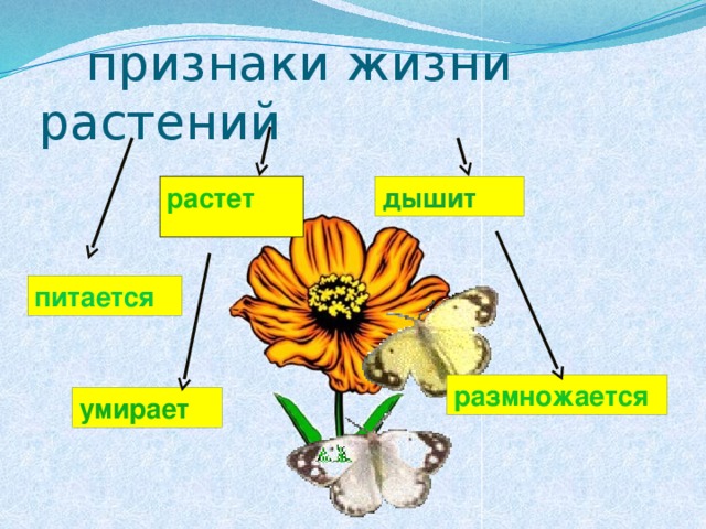 умирает питается размножается  признаки жизни растений дышит растет