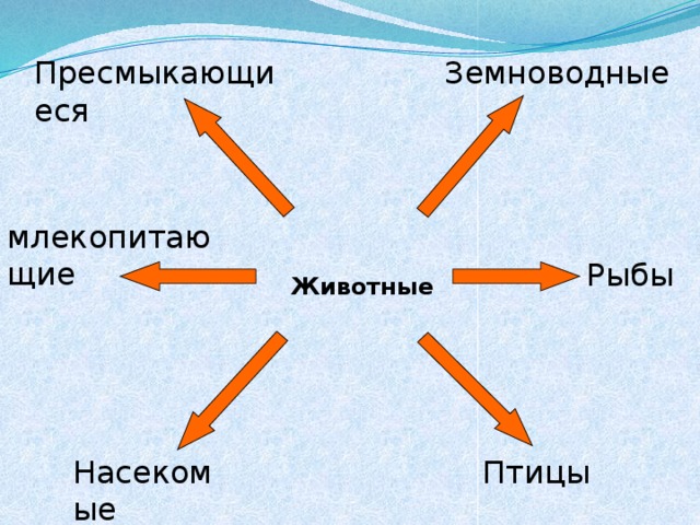 Пресмыкающиеся Земноводные млекопитающие Рыбы Животные Насекомые Птицы