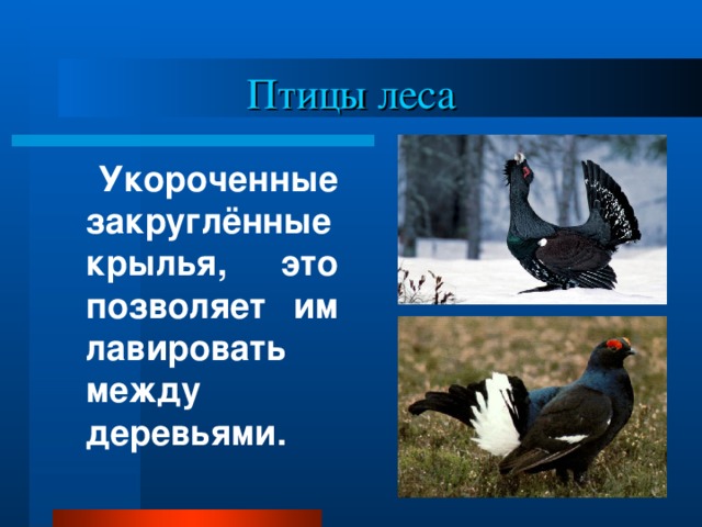 Птицы леса  Укороченные закруглённые крылья, это позволяет им лавировать между деревьями.