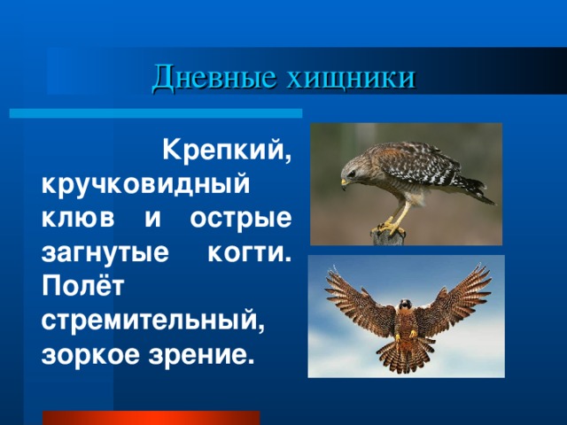 Дневные хищники  Крепкий, кручковидный клюв и острые загнутые когти. Полёт стремительный, зоркое зрение.