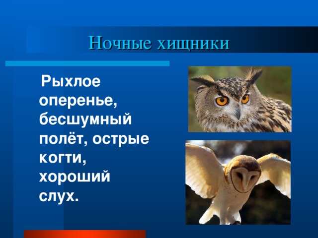 Ночные хищники  Рыхлое оперенье, бесшумный полёт, острые когти, хороший слух.