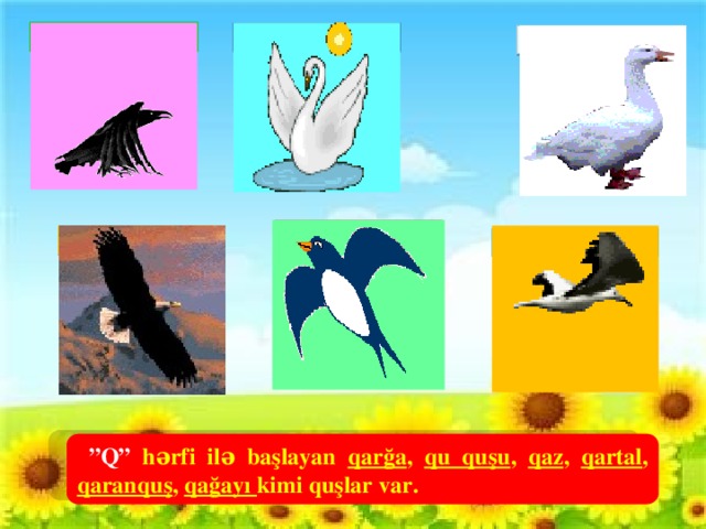 qarğa  qu quşu  qaz   qaranquş  qartal  qağayı  (Hər yazının üzərinə toxunun)  ” Q” hərfi ilə başlayan qarğa , qu quşu , qaz , qartal , qaranquş , qağayı kimi quşlar var.