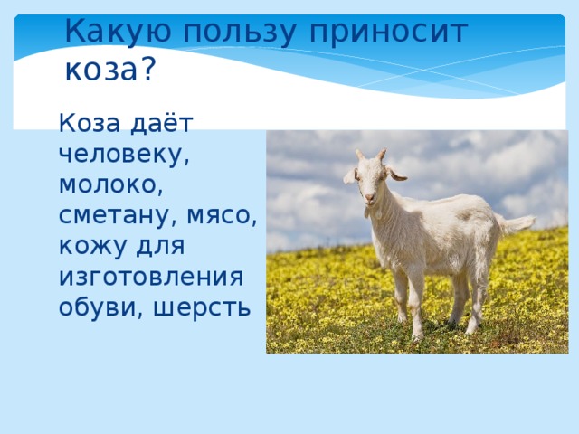 Какую пользу приносит коза? Коза даёт человеку, молоко, сметану, мясо, кожу для изготовления обуви, шерсть